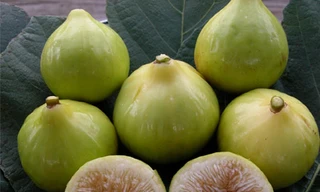 Quả sung chữa loét dạ dày, viêm khớp