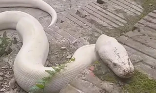 bạch xà, khổng lồ, Ninh Bình, đền thờ Mẫu thượng ngàn