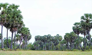 Cây thốt nốt là đặc sản, gắn bó mật thiết với người Khmer ở An Giang (Ảnh: Bảo Kỳ).