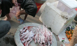 Săn chuột đồng