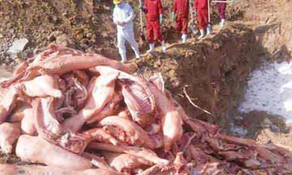 Chôn thịt heo bẩn trong nghĩa trang liệt sĩ