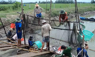 Cơ hội cho người nuôi cá tra đã đến?