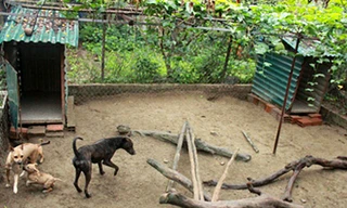 Trang trại chó Phú Quốc bạc tỷ ở Hà thành