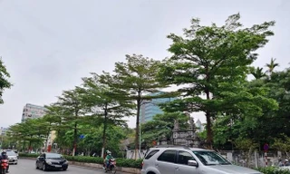 Công ty Công viên Cây xanh Hà Nội vừa thay thế hàng phong lá đỏ bằng bàng lá nhỏ trên phố Nguyễn Chí Thanh vào tháng 4/2021