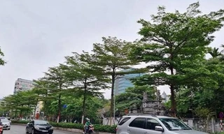 Vụ thổi giá cây xanh ở Hà Nội: Khởi tố, bắt tạm giam thêm 4 bị can