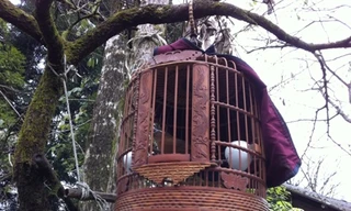 Tận thấy lồng chim ngàn đô ở Sa Pa