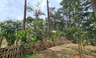 bao chiếm đất rừng trên đồi Lộng gió