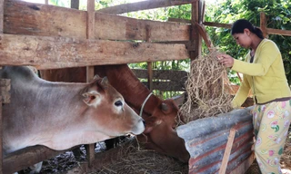 Lâm Đồng: Các sở, ban ngành đều có chương trình hỗ trợ sinh kế cho người nghèo