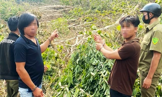 Bắt 6 đối tượng liên quan vụ thuê người phá rừng tại Lâm Đồng
