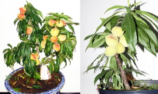 Loại đào quý hiếm, xa xỉ bậc nhất ở Đà Lạt