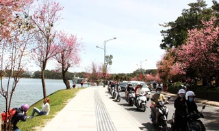 Đà Lạt cấm ô tô 16 chỗ trở lên dừng đỗ trên đường giáp hồ Xuân Hương