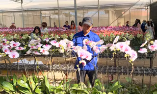 Nữ hoàng các loài hoa ở Đà Lạt tỏa hương sắc rực rỡ 