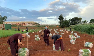 Những người tu hành thu hoạch, đóng gói rau hỗ trợ vùng dịch