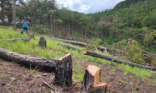 Rừng phòng hộ bị triệt hạ