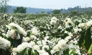 Giải pháp hỗ trợ hơn 3.800 hộ ở cao nguyên Di Linh thoát nghèo 