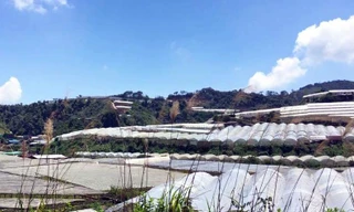 Nhà kính phủ núi đồi