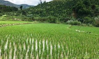 Lâm Đồng: Đề xuất miễn thuế đất cho các hộ dân tộc thiểu số thiếu đất 