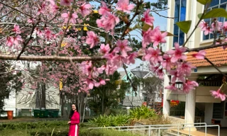 Loài hoa nhuộm hồng ngôi trường có cảnh quan đẹp bậc nhất Đông Nam Á