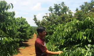 Người dân vùng sâu Đinh Trang Thượng thoát nghèo nhờ trồng cây xen canh 