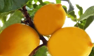 Năm đầu tiên Lâm Đồng vàng rực vú sữa Hoàng Kim 