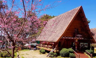 Mai anh đào nở hoa rực rỡ