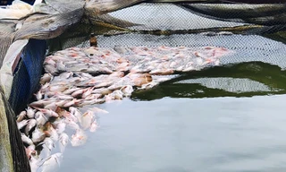 Cá chết la liệt trong hàng chục lồng nuôi ở Lâm Đồng