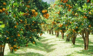 Vườn quýt ở xã P'ró. Ảnh: Bông sen trắng