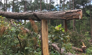 Chấm dứt chuyển nhượng dự án Sân golf và khu nghỉ dưỡng Đà Lạt 