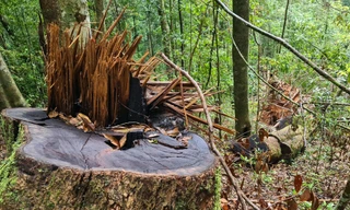 Cây cổ thụ trong rừng tự nhiên bị cưa hạ