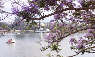 Phượng tím phủ khắp Đà Lạt, đẹp 'quên lối về'