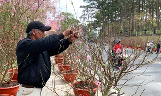 "Hoa cười, người khóc", nhiều nhà vườn ở thủ phủ hoa đào miền Nam thất thu