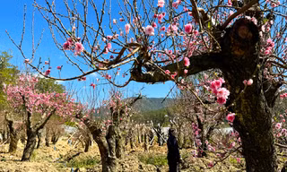 Ngỡ ngàng vườn đào cổ thụ Tây Bắc trên cao nguyên Lâm Đồng