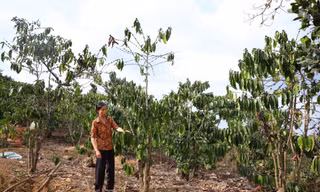 Vùng bị thiệt hại nặng nhất giữa mùa nắng hạn khốc liệt ở Lâm Đồng 