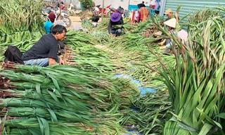 Thương lái nườm nượp đổ về làng hoa lay ơn lớn nhất nước dịp Tết