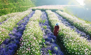 Mãn nhãn với những loài hoa màu xanh dương cực hot Tết Nguyên đán 2022 