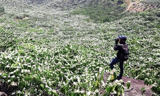 Niềm vui nhân đôi khi hoa cà phê nở trắng trời ở Lâm Đồng