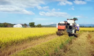 Thơm lừng nếp quýt, rượu đòng đòng đặc sản của người Tày, Nùng 