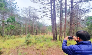 Phó Thủ tướng chỉ đạo xử lý tình trạng phá rừng tại Lâm Đồng 