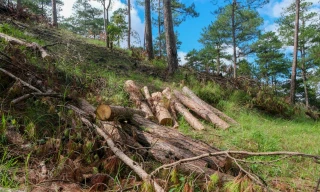 Hiện trường vụ phá rừng