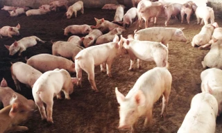 Phát triển sản xuất quy mô hàng hóa, người K’Ho xã Lộc Nam thoát nghèo