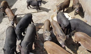 Lâm Đồng hỗ trợ người Mạ và S’Tiêng vùng sâu thoát nghèo bền vững 