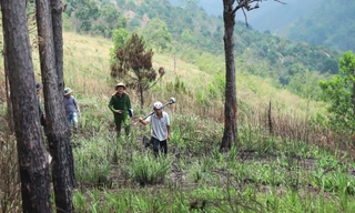 Khởi tố hai cán bộ ‘dính’ sai phạm giao đất rừng ở Lâm Đồng 