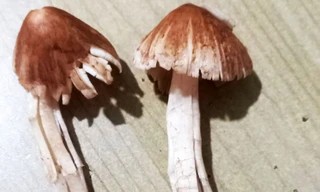 Một ngày 64 người bị ngộ độc ở Lâm Đồng