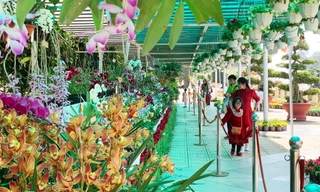 Ngắm hàng trăm giò lan độc đáo tại vườn hoa Đà Lạt