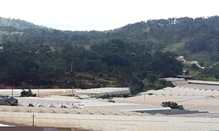 Hơn 400 hộ không chấp hành tháo dỡ nhà kính trái phép trên đất rừng 