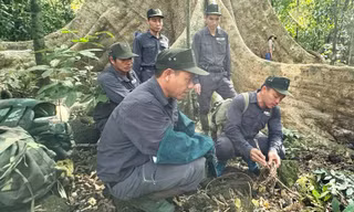 Tháo gỡ hàng trăm bẫy thú ở Vườn quốc gia Cát Tiên