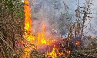 Đà Lạt: Gần 10.000m² rừng thông ở hồ Tuyền Lâm hai lần phát hỏa 