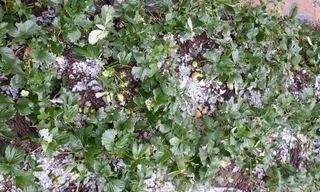 Xuất hiện mưa đá trong cơn mưa trái mùa ở Đà Lạt