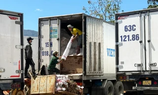 Hàng trăm xe đông lạnh chờ đóng hàng ở làng hoa lay ơn lớn nhất nước