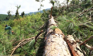 Truy tìm thủ phạm phá trắng rừng thông để chiếm đất 